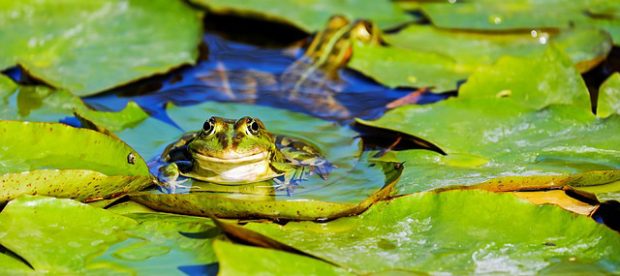 Amphibien und Amphibienschutz