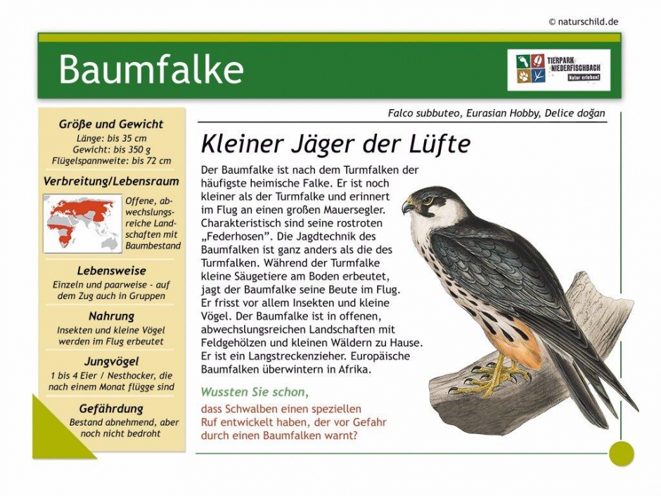 Baumfalke