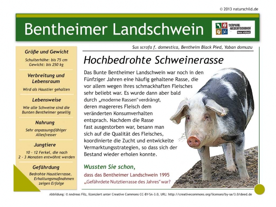 Bentheimer Landschwein