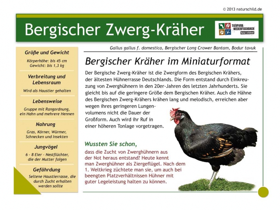 Bergischer Zwerg Kräher