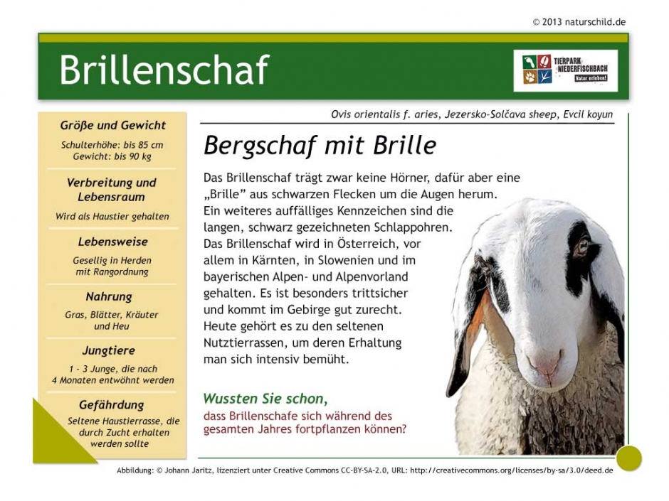 Brillenschaf