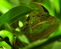 Chameleon