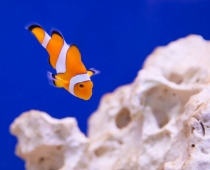 ClownFish