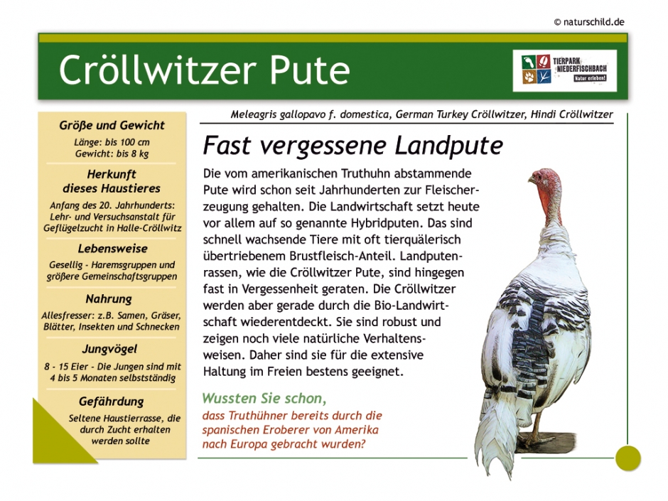 Cröllwitzer Pute