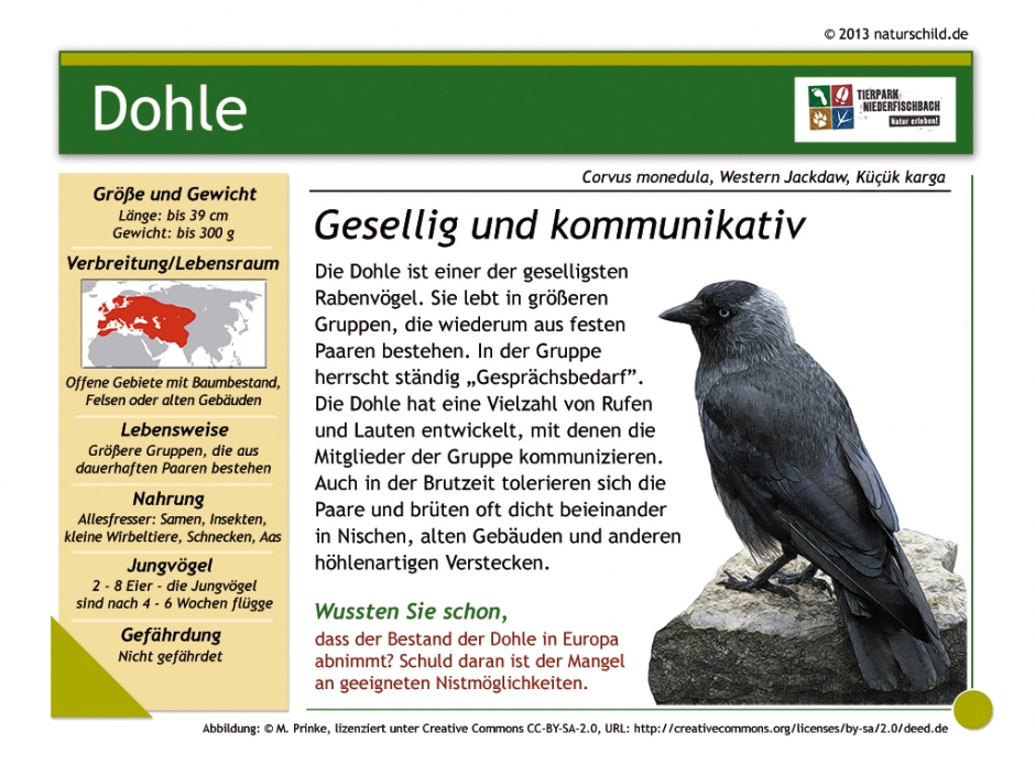 Dohle