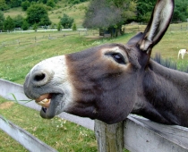 Donkey