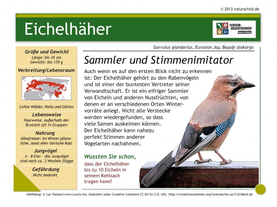 Eichelhäher