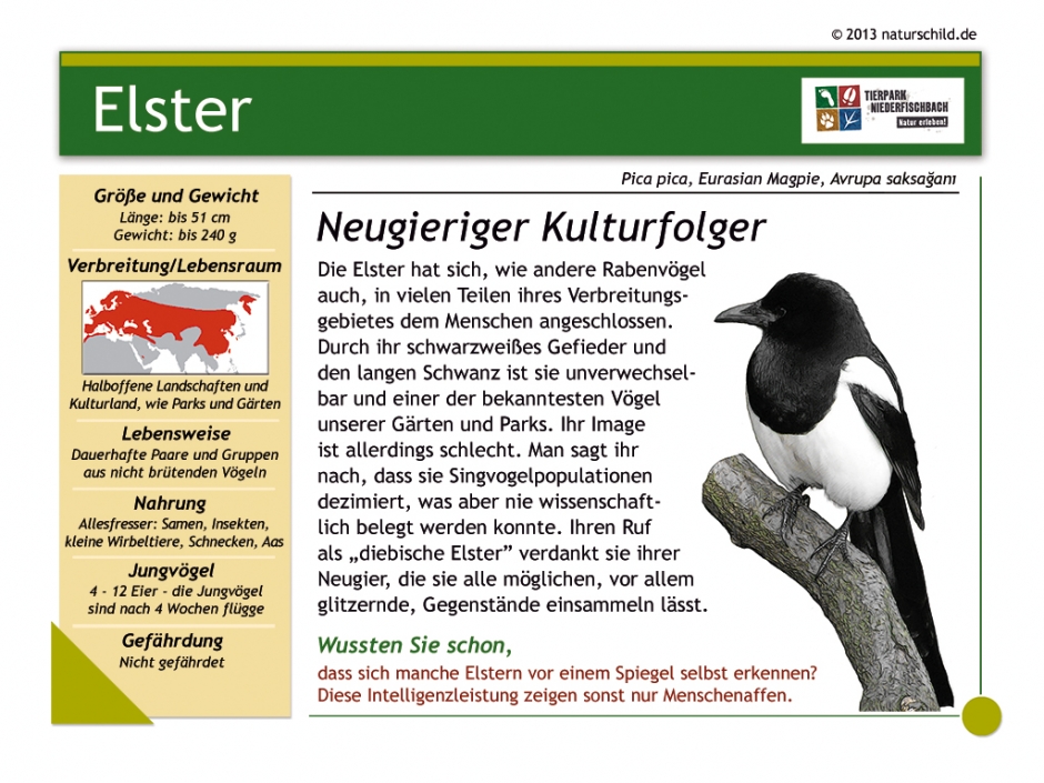 Elster