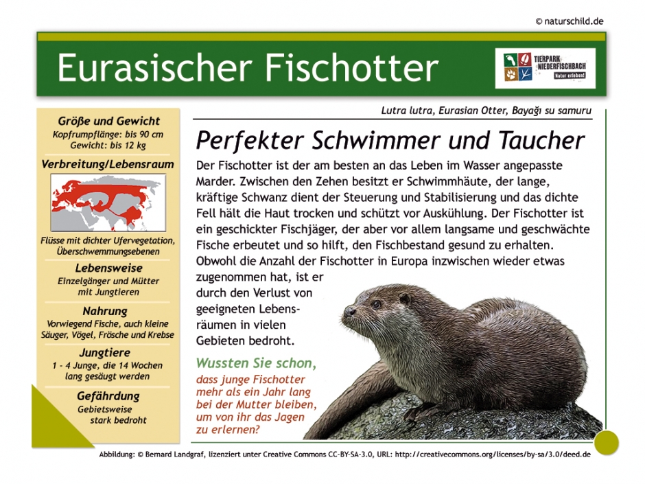 Eurasischer Fischotter