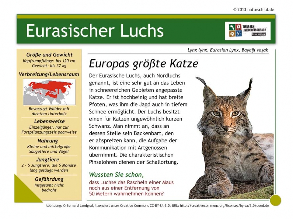 Eurasischer Luchs