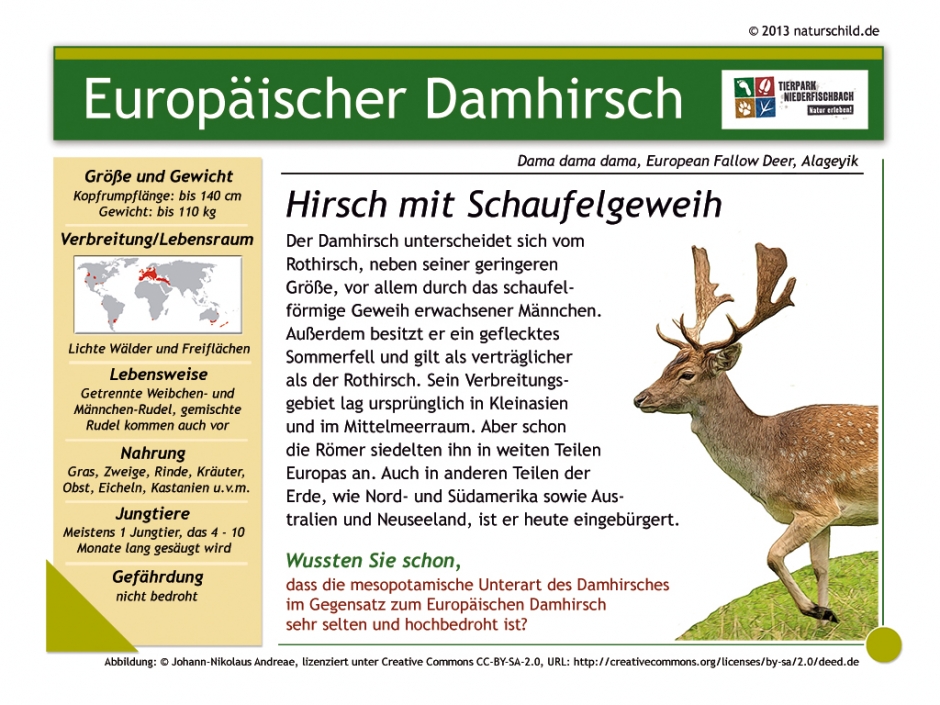 Europäischer Damhirsch