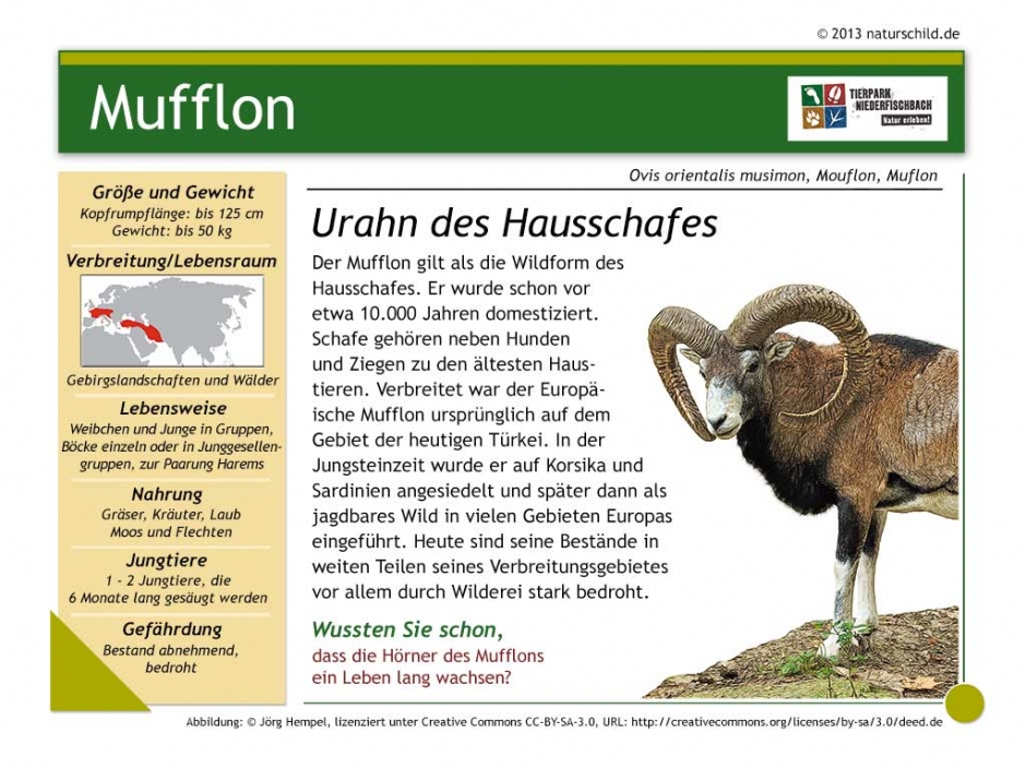 Europäischer Mufflon