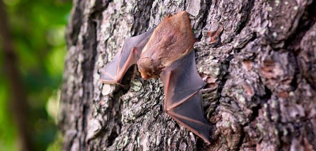 BatNight – Fledermausbeobachtung