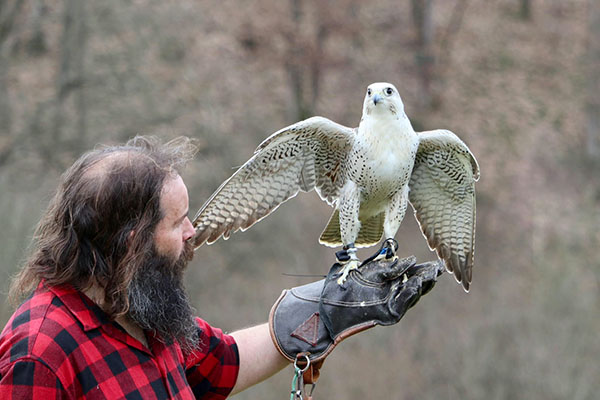 ENDLICH WIEDER FLUGSHOWS!