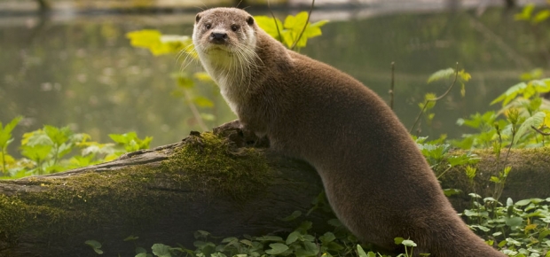 Hurra, die Otter sind da!
