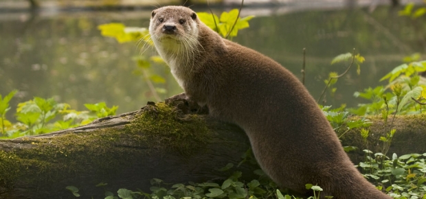 Hurra, die Otter sind da!