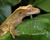 Gecko