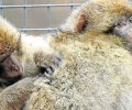 Die Gibbons bleiben wohl für immer im Tierpark