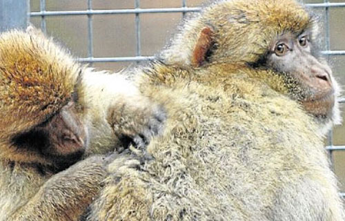 Die Gibbons bleiben wohl für immer im Tierpark