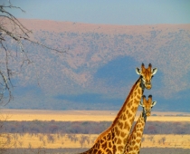 Giraffe