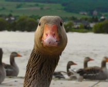 Goose