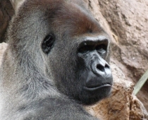 Gorilla