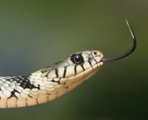 GrassSnake