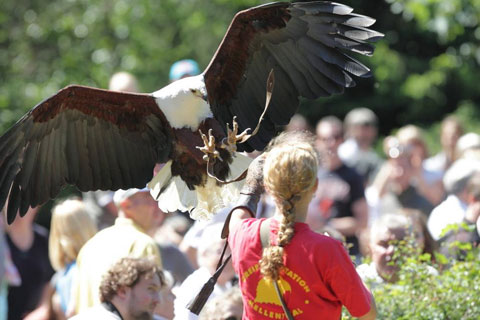 Greifvogeltag