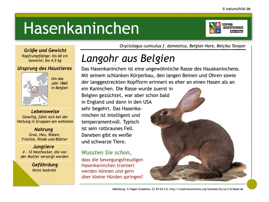Hasenkaninchen