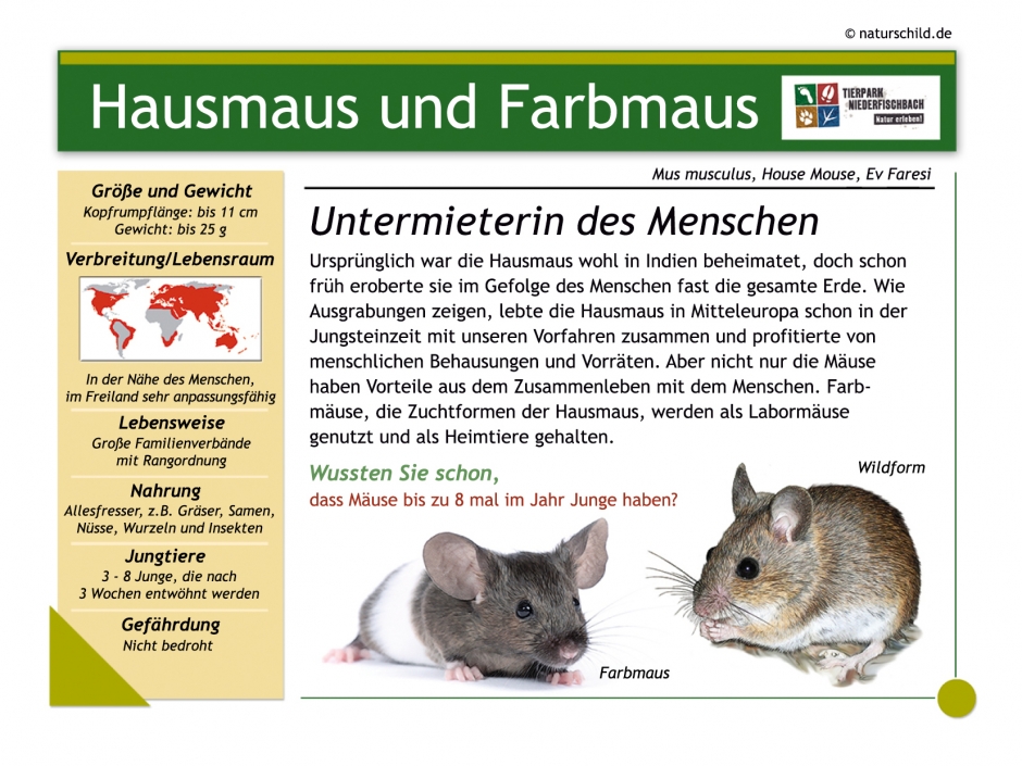 Hausmaus und Farbmaus