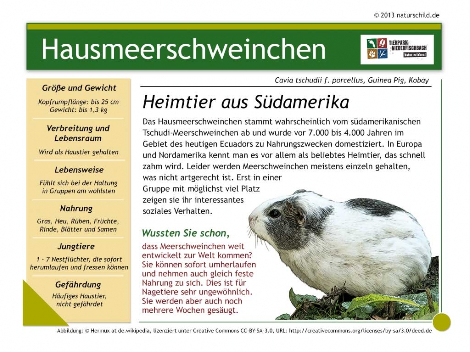 Hausmeerschweinchen