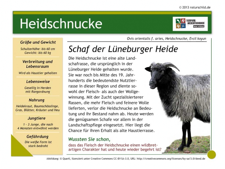 Heidschnucke