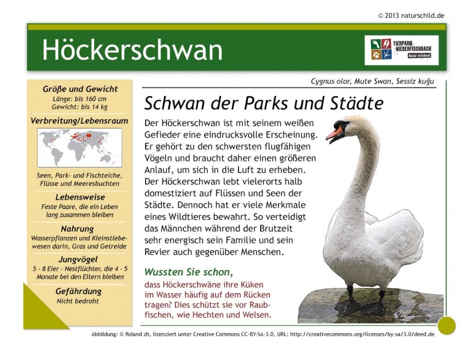 Höckerschwan