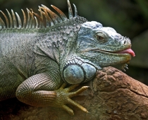 Iguana