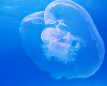 Jellyfish