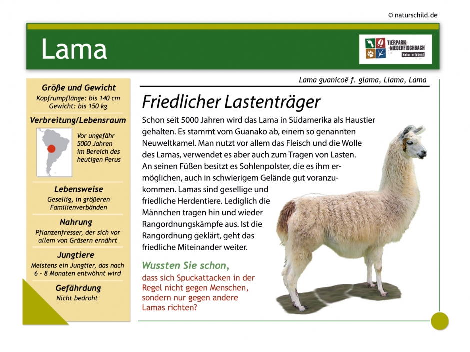 Lama