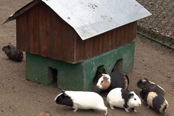 Die Miet-Meerschweinchen – SWR Landesschau