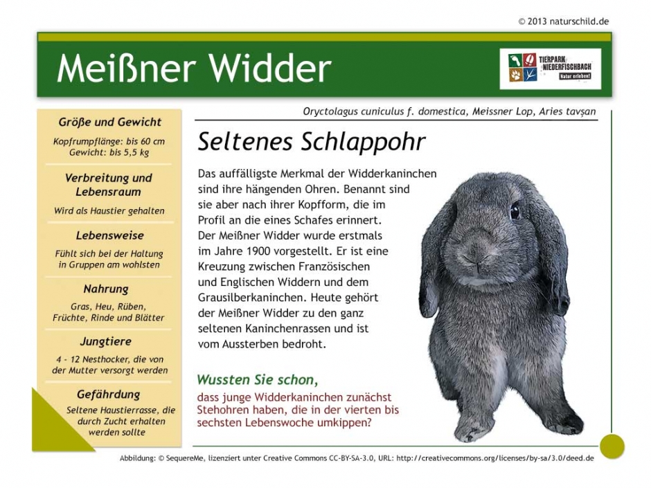 Meißner Widder