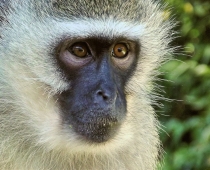 Help Save The Monkeys