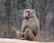 Monkkey