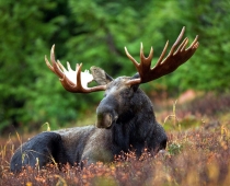 Moose