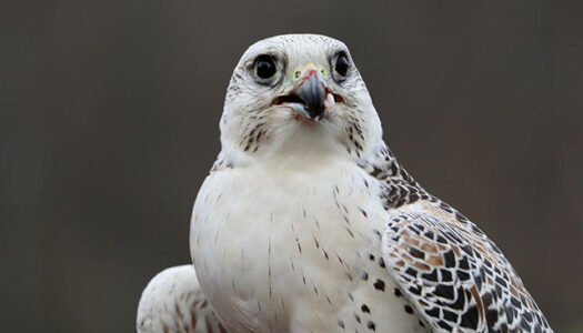 Naturerlebnis Greifvogel