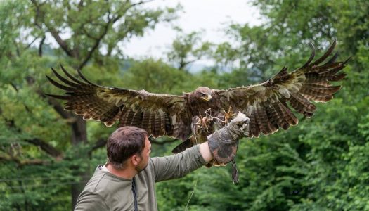 Naturerlebnis Greifvogel