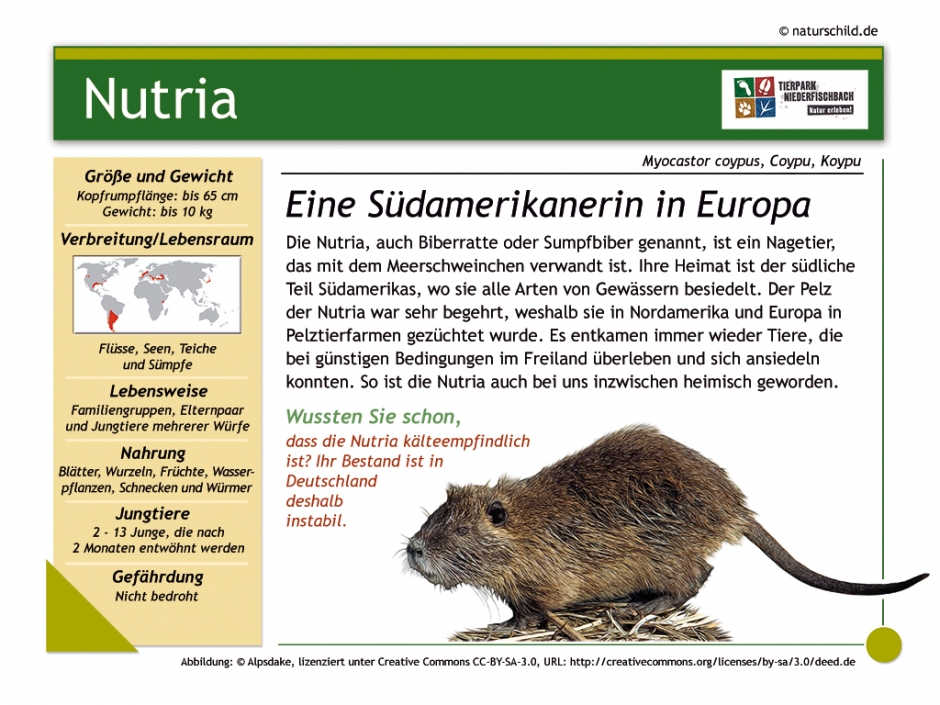 Nutria