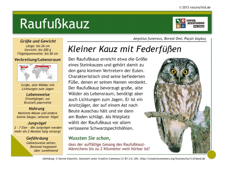 Raufußkauz