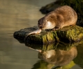 „Niederfischbacher Wildpark ist jetzt Vorreiter im Land“