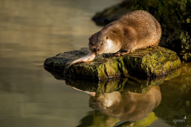 „Niederfischbacher Wildpark ist jetzt Vorreiter im Land“