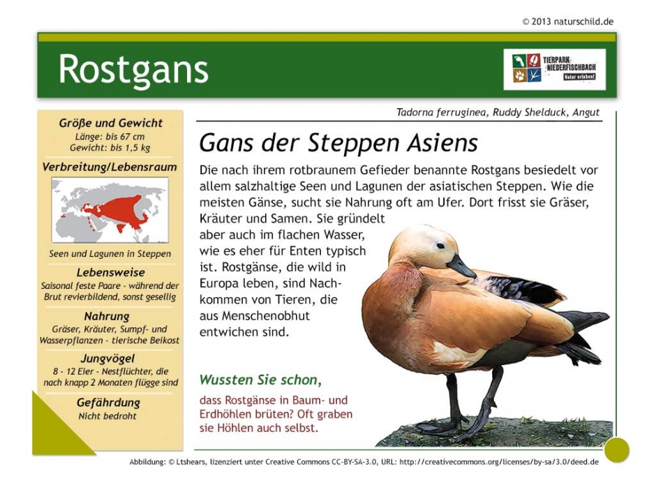 Rostgans