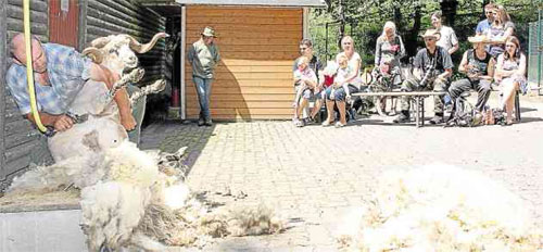 Schafe tragen nach dem Wollfest jetzt eine leichte Sommerfrisur