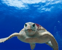 SeaTurtle